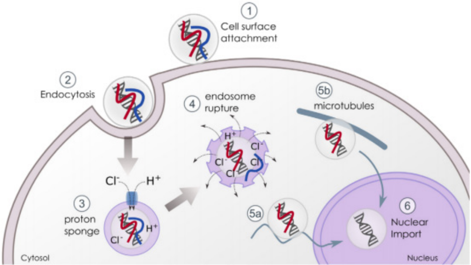 HELIX-IN 聚合物转染试剂