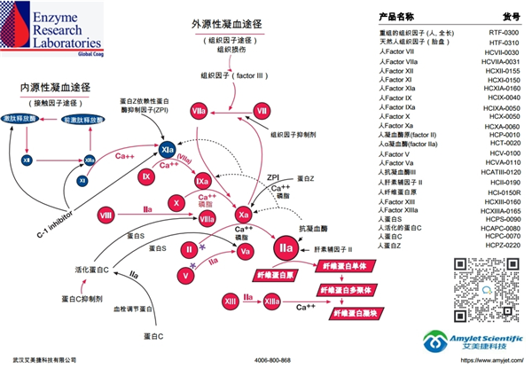 Enzyme Research凝血因子产品