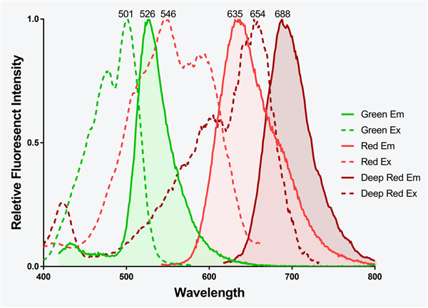 Gen Fluor 系列荧光二抗