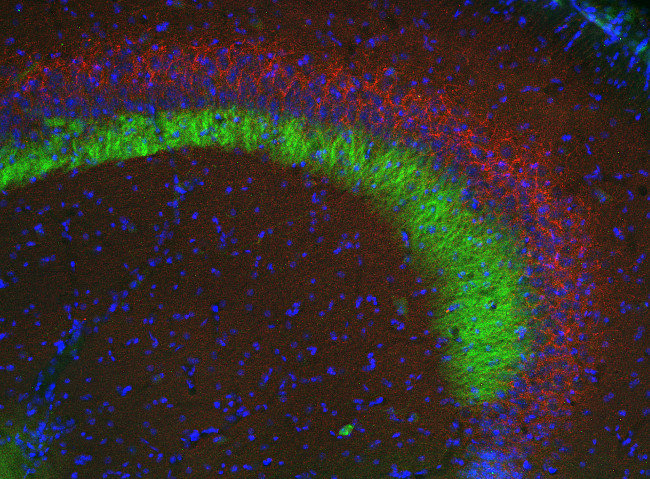 cat# 131- 006  VGAT&#160;cytoplasmic domain.png