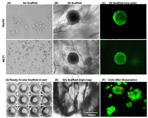 MBS846921(天然聚合物干支架)