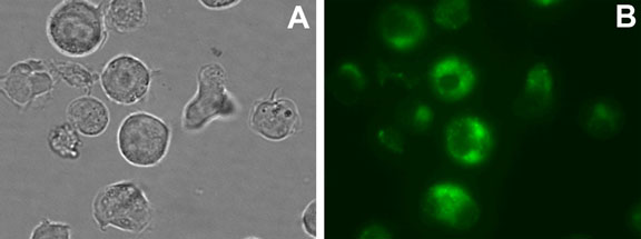 CYTO-ID? ϸϵʾԼȾɫ