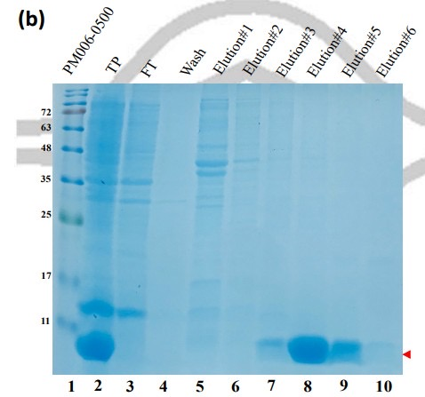 蛋白免疫:考马染色,WB胶片拍照