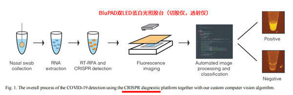 CRISPR分子诊断:荧光观测(提供暗室)