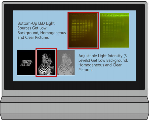 分子克隆:跑胶切胶