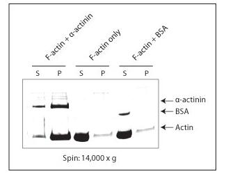 ʹ��AKF99���г�˿������²ⶨ