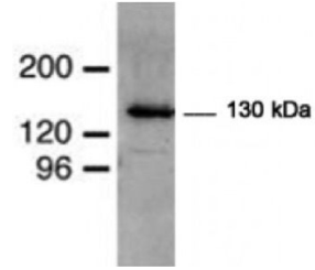 WB-E3���ص�������ø(MIB)���忹mibl����WBȾɫS2ϸ���ѽ���