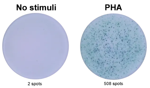 ELISpot Plus:猪IFN-γ(HRP)