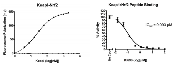 KEAP1-Nrf2ƼɸѡԼ