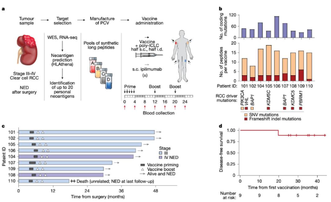 新抗原的个性化癌症疫苗(PCV)