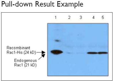 Pull-downʵ����չʾ