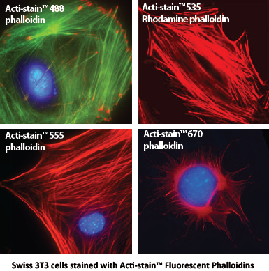 ���ʻ���Ⱦɫ�̶�ϸ��F-Actin
